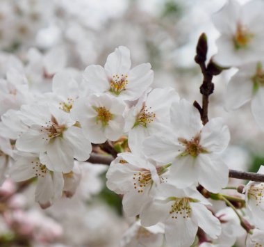 Doğa kiraz çiçeği, bahar, bitki