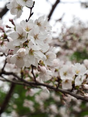 Doğa kiraz çiçeği, bahar, bitki