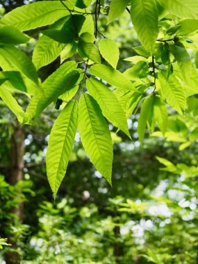Kore ormanında taze yeşil yapraklar