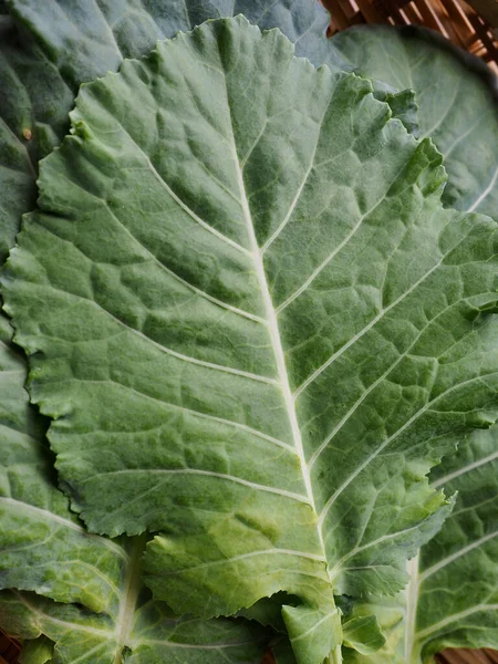 Cavolo Vegetale Fresco Foglia Biologica — Foto Stock