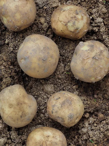 Свежий Органический Корневой Корневой Картофель Почва — стоковое фото