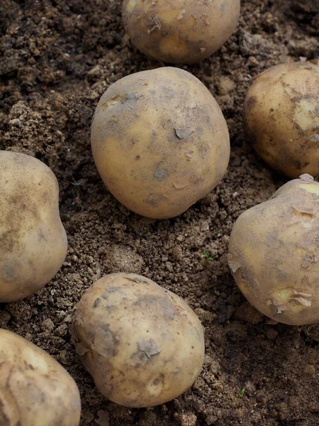 Fresh Organic Root Plant Food Potatoes Soil — Stock Photo, Image