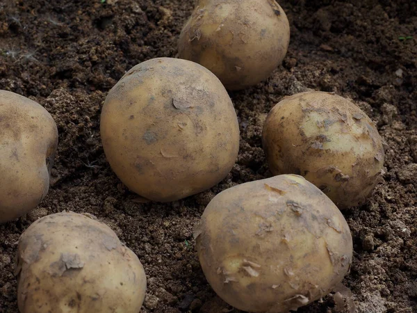 Planta Raiz Orgânica Fresca Batatas Alimentícias Solo — Fotografia de Stock