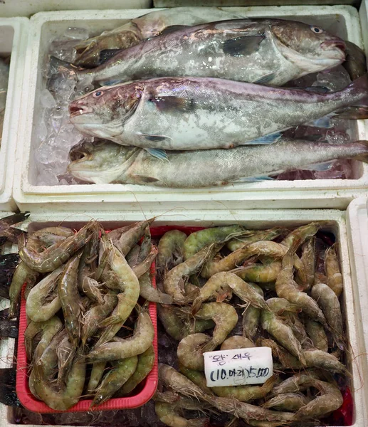 Διάφορα Θαλασσινά Στην Κορεατική Αγορά — Φωτογραφία Αρχείου