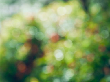 Bokeh Ormanı 'nın soyut arka planı, gözden kaçan odak