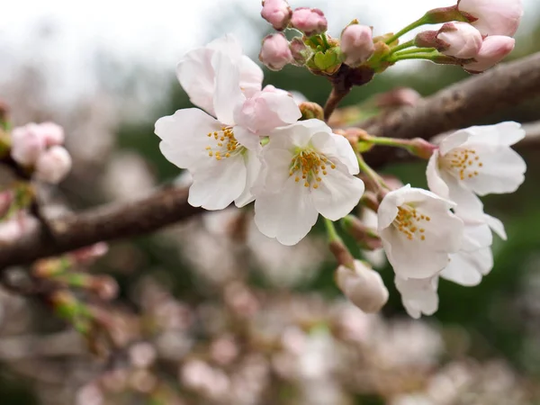 Цветение Сакуры Весна Растение — стоковое фото
