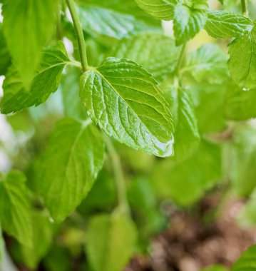 Yaz yaprakları arka plan, yapraklar ve su damlacıkları