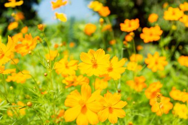 Ilık kış güneşinde parlak sarı kozmos çiçekleri.