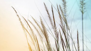 Beyaz çimen çiçekleri ve güneş ışığı mavi gökyüzü arkaplanı Güzel doğa arkaplanı ve boşluğu kopyala