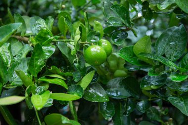 Bahçedeki bir ağaçta asılı yeşil limonlar. C vitaminli limon meyvesi, limon suyu içmek için popüler bir limondur..