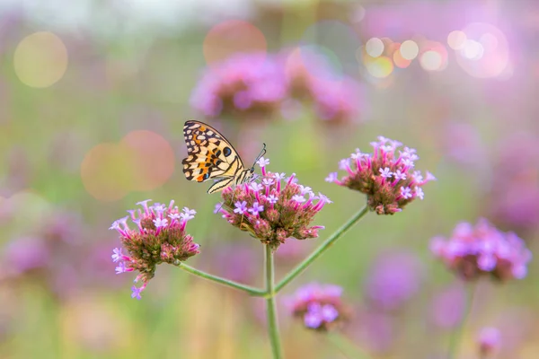 Purple flowers in the middle of the flower field in winter with warm sunshine. Beautiful with butterflies fluttering