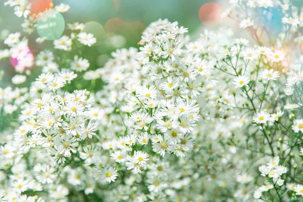 Beau Coupeur Blanc Fleurissant Dans Jardin Gros Plan Fond Bokeh — Photo