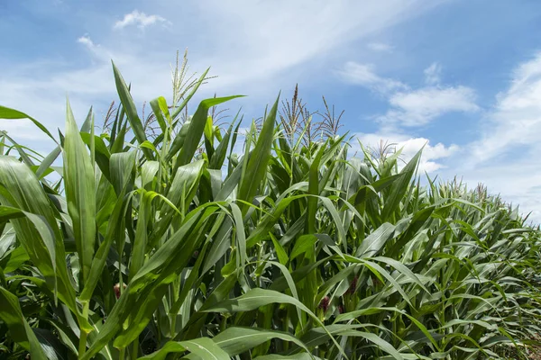 Tarım bahçesindeki yeşil mısır tarlaları ve Tayland 'daki parlak gökyüzü arka planında güneş parlıyor..