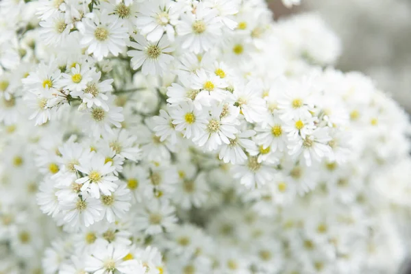 Lindas Flores Cortador Branco Campo Flores Beleza Natural Fundo Flor — Fotografia de Stock