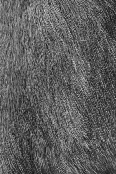 Rådjur Fur Närbild Bakgrund Foto — Stockfoto