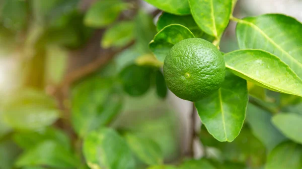 Zielone Limonki Wiszące Drzewie Ogrodzie Owoc Cytryny Witaminą Wysokiej Sok — Zdjęcie stockowe