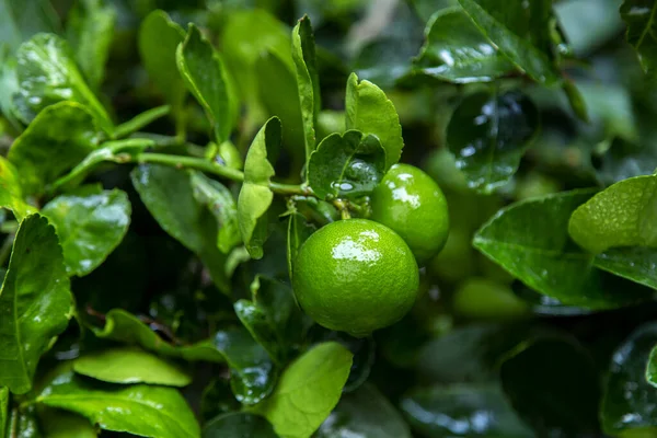 Gröna Lime Som Hänger Ett Träd Trädgården Citronfrukt Med Vitamin — Stockfoto