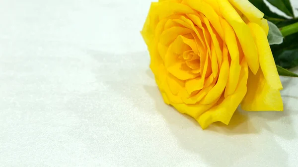 เหล Rose Rosa ภาพน สามารถใช าหร บการต ดงาน — ภาพถ่ายสต็อก