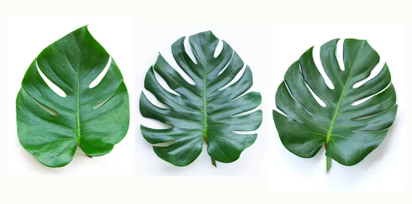 Güzel Yeşil Canavar Yaprakları İzole edilmiş beyaz bir arka planda