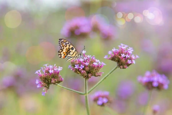 Lila Blüten Mitten Auf Dem Blumenfeld Winter Bei Warmem Sonnenschein Stockbild