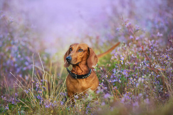 Венский портрет собаки в цветах