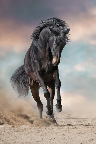 Bay Stallion Free Run Fast Desert Dust — Stock Photo, Image