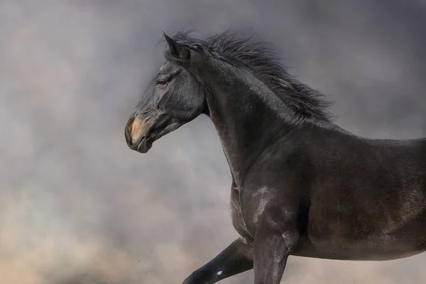 Bay Hingst Fri Springa Snabbt Öken Damm — Stockfoto