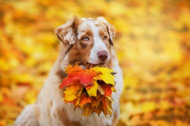Ağzında bir buket sonbahar yaprağı olan Avustralya çoban köpeği.