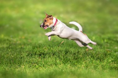 Mutlu aktif genç Jack Russell Terrier atlayışı 