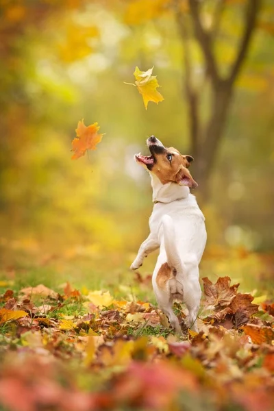 Jack Russel Παιχνίδι Σκυλί Φύλλα Πτώση Στο Πάρκο Φθινόπωρο — Φωτογραφία Αρχείου