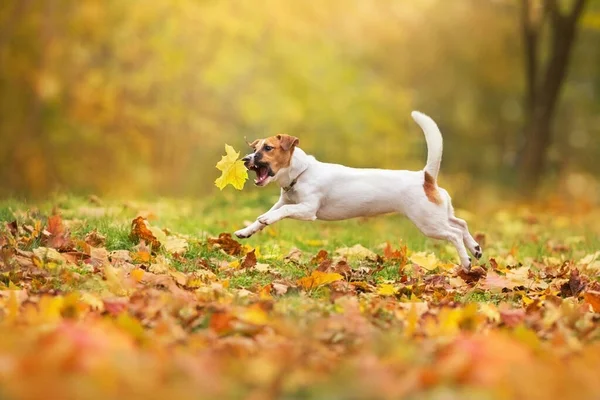 Jack Russel Jogo Cão Com Folhas Outono Parque Outono — Fotografia de Stock