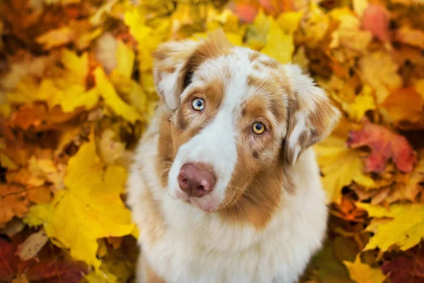 Australian Shepherd Ritratto Ravvicinato Foglie Acero Luminose Cadute — Foto Stock