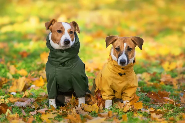 İki Jack Russell köpeğinin sonbahar parkında giydiği bir elbisenin portresi.