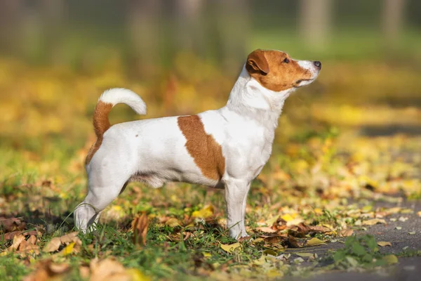 Jack Russel Terrier Close Portrait — Fotografia de Stock