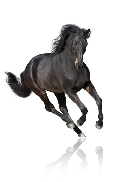Bay horse  run free gallop isolated on white