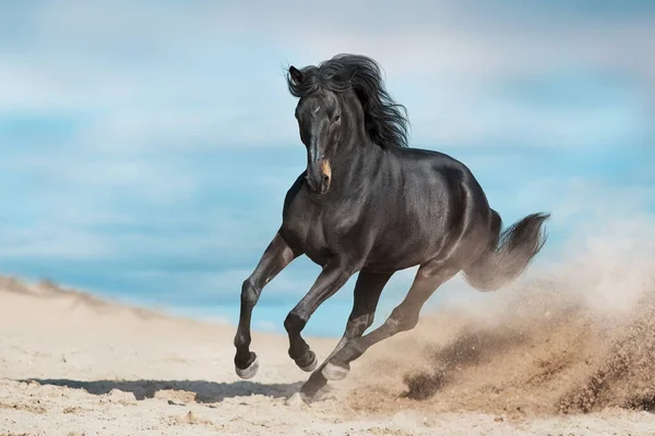 Uzun Yeleli Çöl Tozunda Hızlı Koşar — Stok fotoğraf