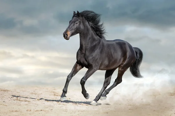 Bay Stallion Free Run Fast Desert Dust — Stock Photo, Image