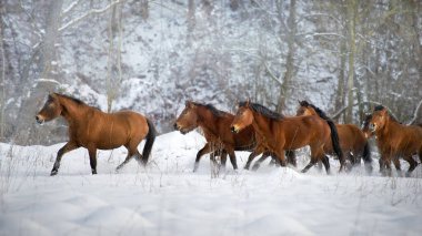 Hutsul Körfezi sürüsü kar tarlasında özgürce koşuyor.