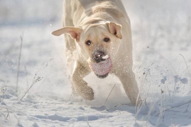Labrador av köpeği oyunu oynayıp karda koşuyor.