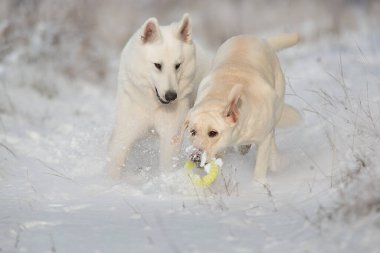 Beyaz İsviçreli çoban ve labrador kar ormanlarında koşup oynuyorlar.