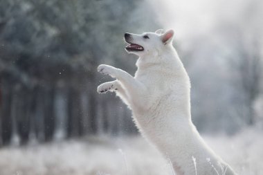 Beyaz İsviçreli çoban köpeği kar ormanlarında koşar.
