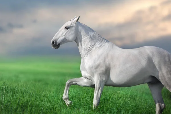 Cavalo Lusitano Branco Corre Galope Contra Céu Pôr Sol — Fotografia de Stock