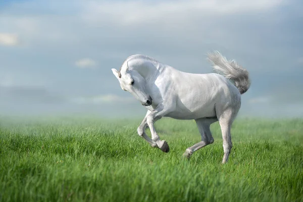 Caballo Blanco Lusitano Galope Contra Cielo Del Atardecer —  Fotos de Stock