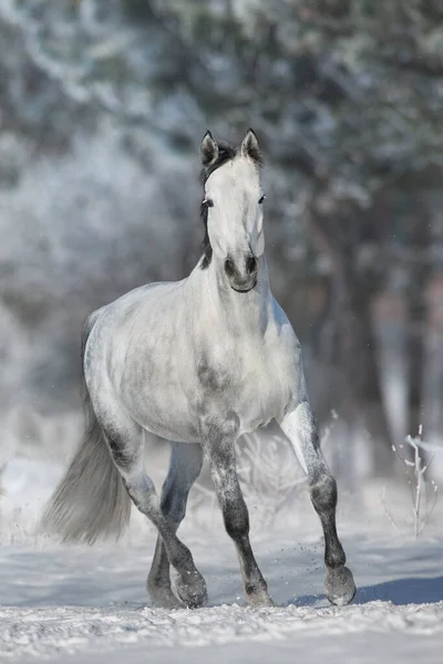 灰色の馬とともに黒馬は雪の晴れた日にギャロップを実行します — ストック写真