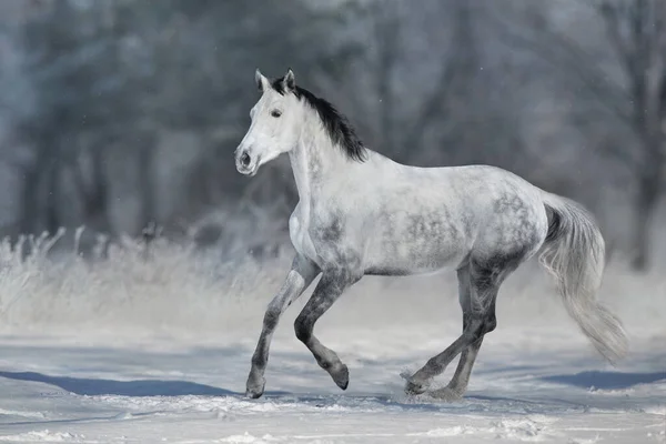 灰色の馬とともに黒馬は雪の晴れた日にギャロップを実行します — ストック写真