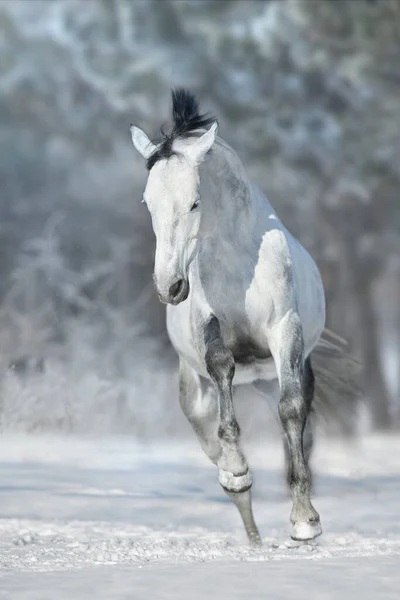 灰色の馬とともに黒馬は雪の晴れた日にギャロップを実行します — ストック写真