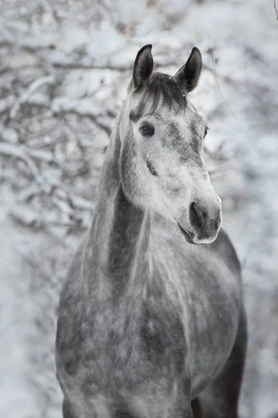 雪の中の灰色の馬の肖像 — ストック写真