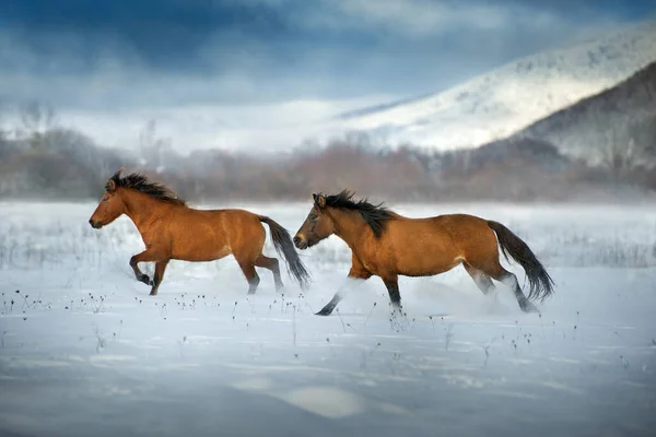 Hutsul Pferd Frei Lauf Schneefeld Gegen Bergblick — Stockfoto