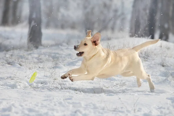 Labrador Retriever Pies Grać Biegać Przez Śnieg — Zdjęcie stockowe