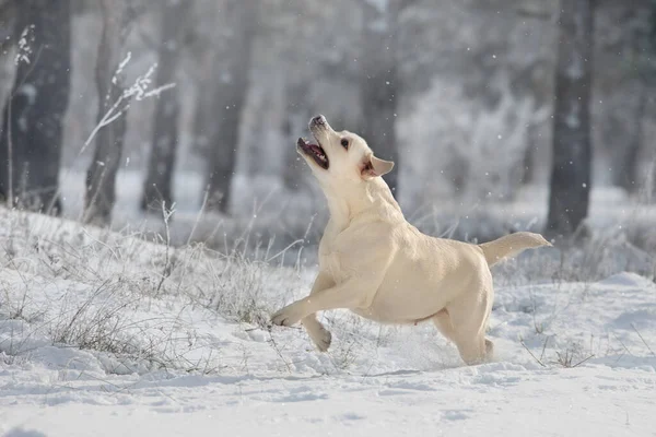 Labrador Retriever Hond Spelen Rennen Door Sneeuw — Stockfoto